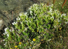 Veronica rakaiensis