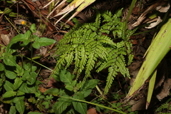 Adiantum formosum