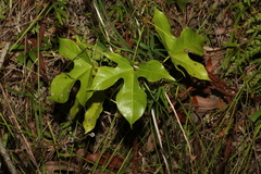 Brachychiton acerifolius