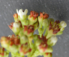 Crassula tetragona