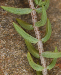 Crassula tetragona