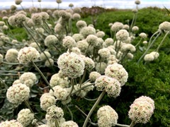 Eriogonum latifolium
