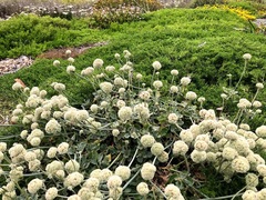 Eriogonum latifolium