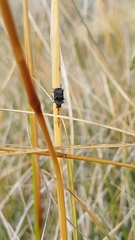 Gynarchaeus ornatus