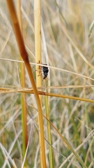Gynarchaeus ornatus