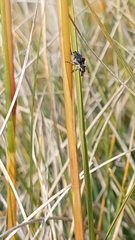 Gynarchaeus ornatus