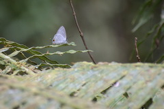 Hypolycaena phorbas