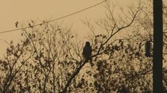 Buteo jamaicensis