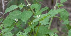 Physalis angulata