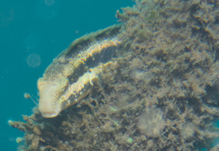 Petroscirtes breviceps