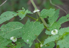 Physalis angulata