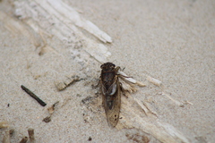 Gelidea torrida