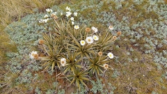 Celmisia armstrongii