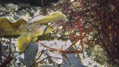 Nautichthys oculofasciatus