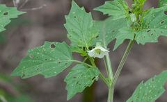 Physalis angulata