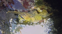 Nautichthys oculofasciatus