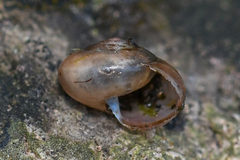 Mengoana jeschaui