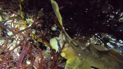 Nautichthys oculofasciatus