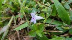 Ruellia repens