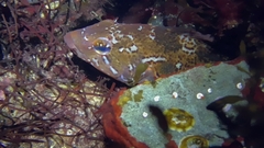 Hexagrammos decagrammus