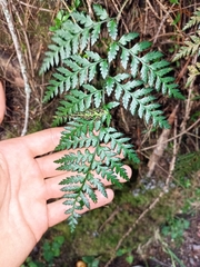 Polystichum oculatum