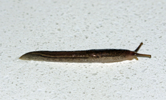 Urocyclus