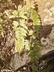 Pteris semipinnata