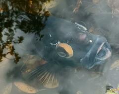 Heterotilapia buettikoferi