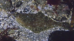 Parophrys vetulus