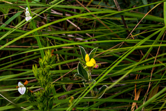 Argyrolobium sericosemium