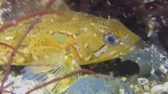Hexagrammos decagrammus