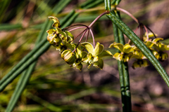 Asclepias praemorsa