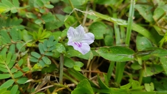 Ruellia repens