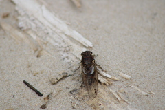 Gelidea torrida