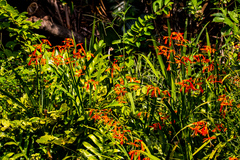 Crocosmia aurea
