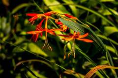 Crocosmia aurea