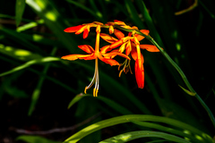 Crocosmia aurea