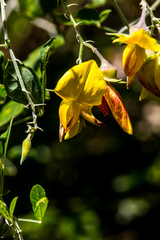 Crotalaria capensis