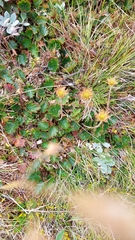 Geum uniflorum