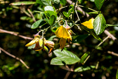Crotalaria capensis