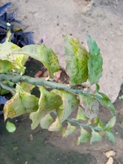 Euphorbia tithymaloides image