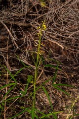 Crotalaria lanceolata lanceolata
