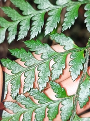 Polystichum oculatum