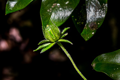 Hibiscus pedunculatus