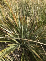 Aciphylla colensoi