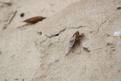 Gelidea torrida
