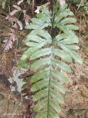Pteris semipinnata