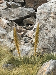 Aciphylla colensoi