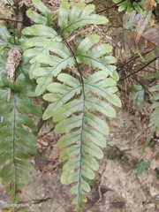 Pteris semipinnata