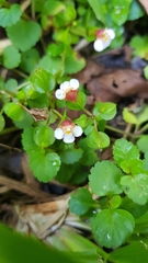 Torenia polygonoides